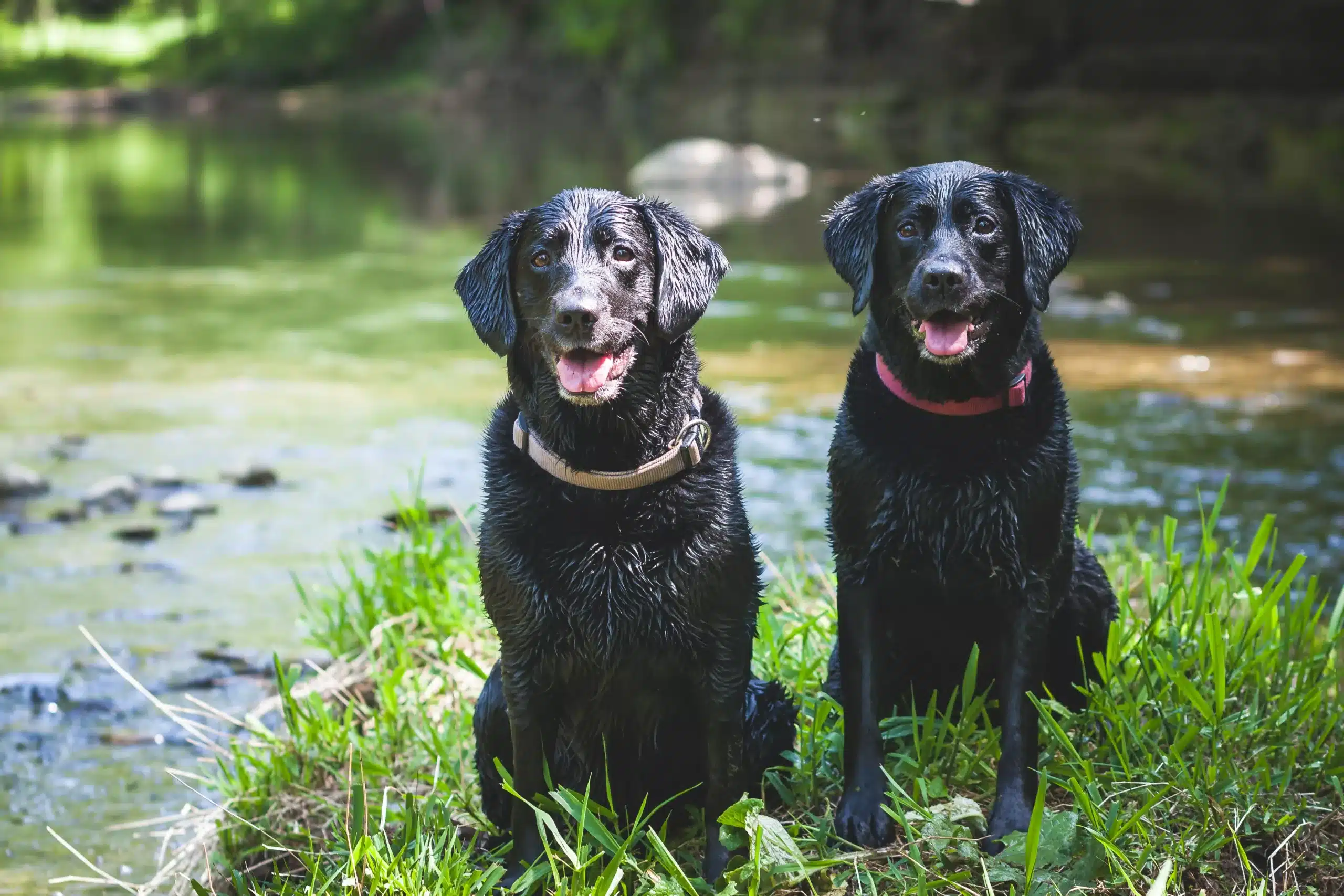 WHY DO DOGS WINK?