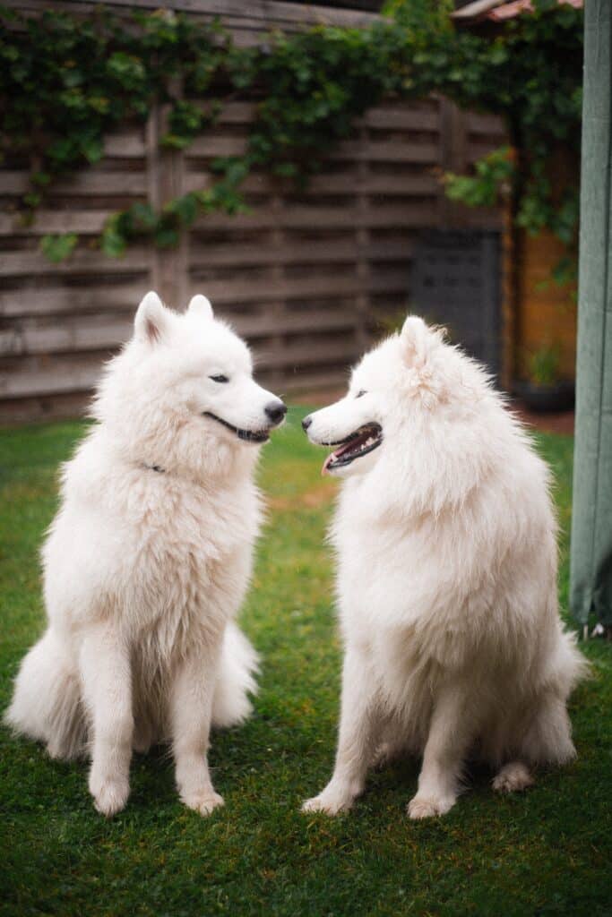 Samoyed Dog