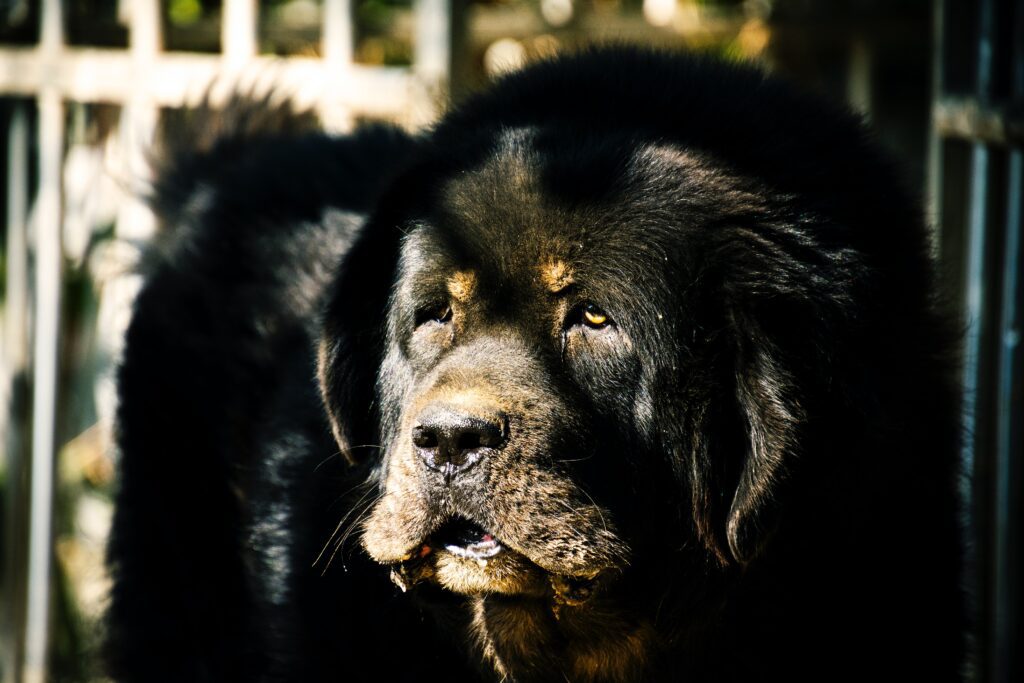 Newfoundland Dog