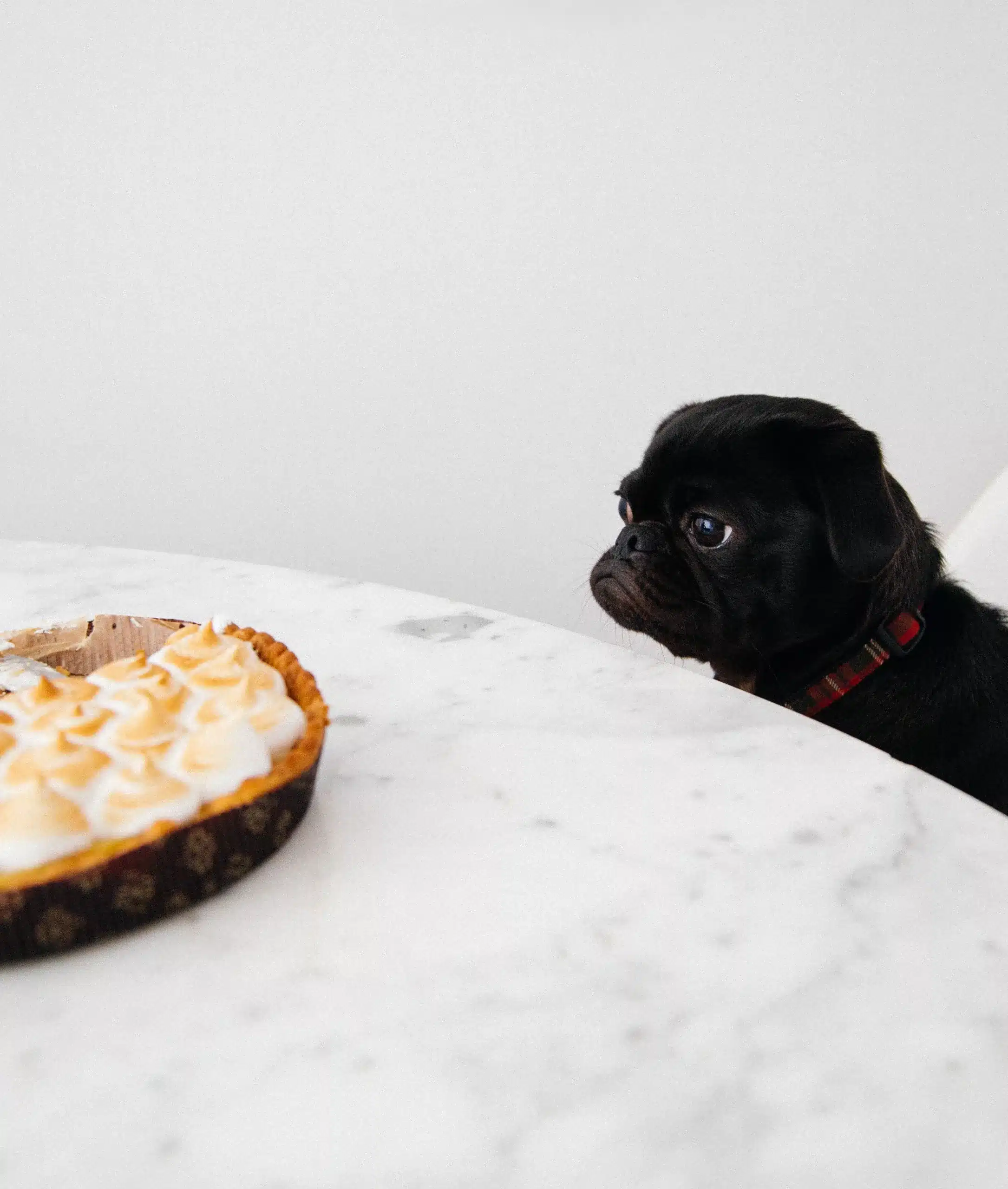 vegetables can dogs eat?