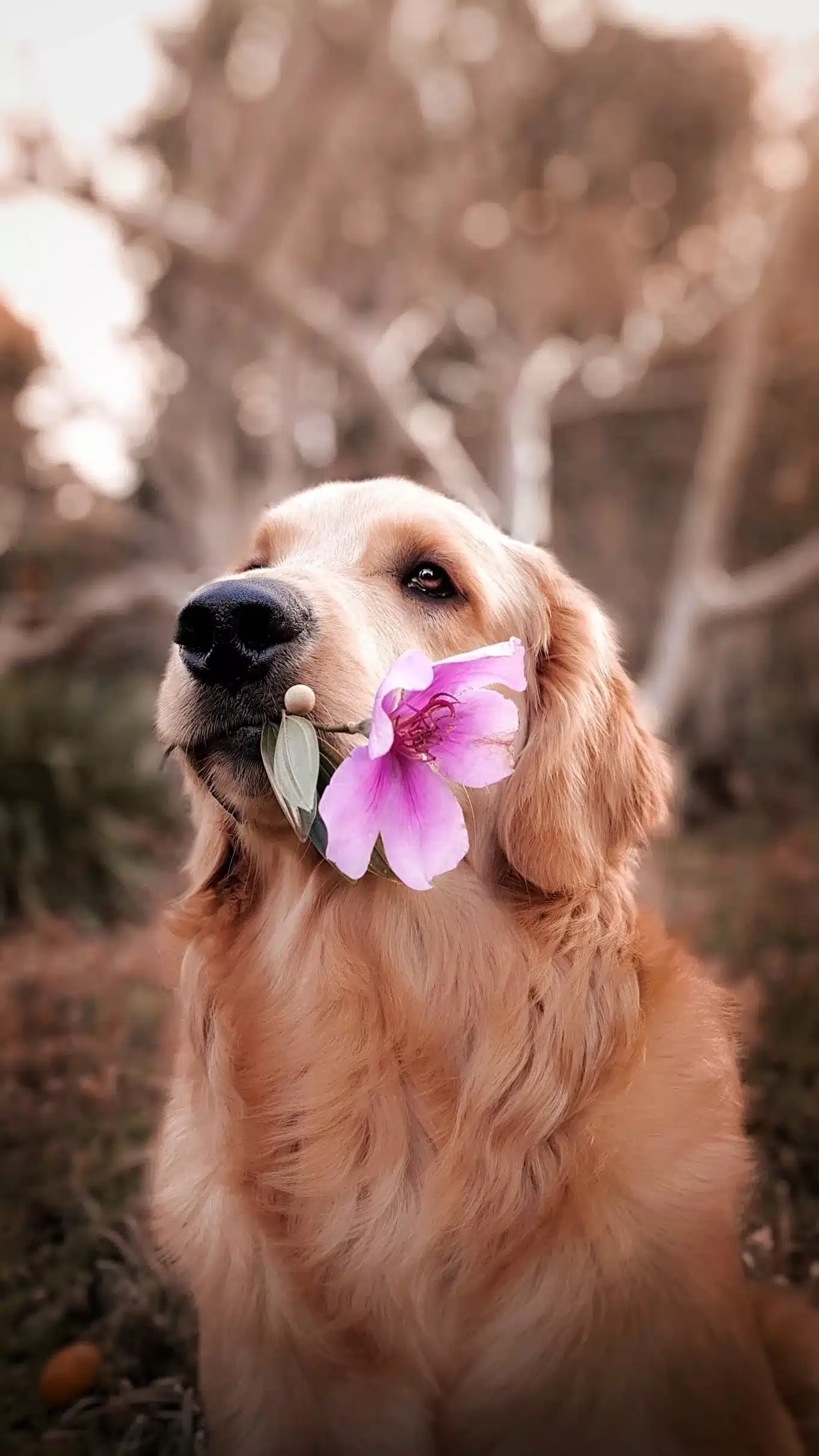 vegetables can dogs eat?