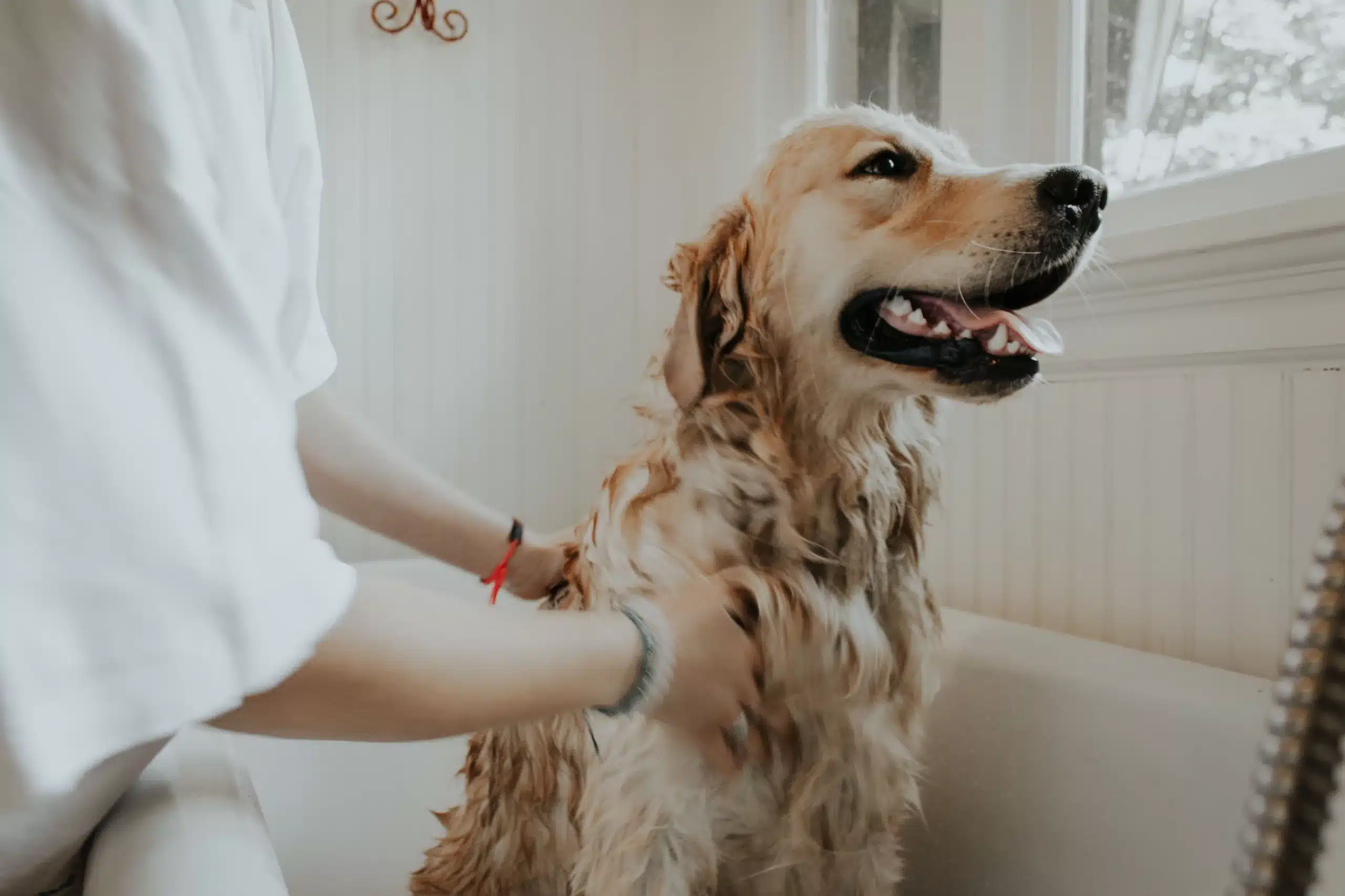 DOG GROOMING