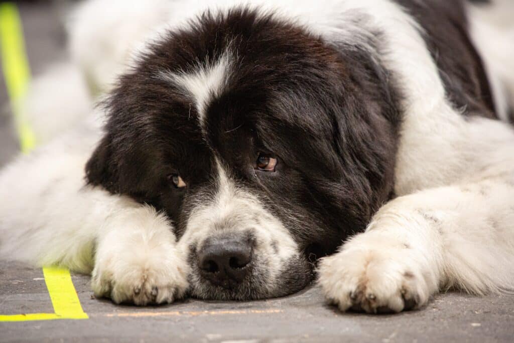 Newfoundland Dog