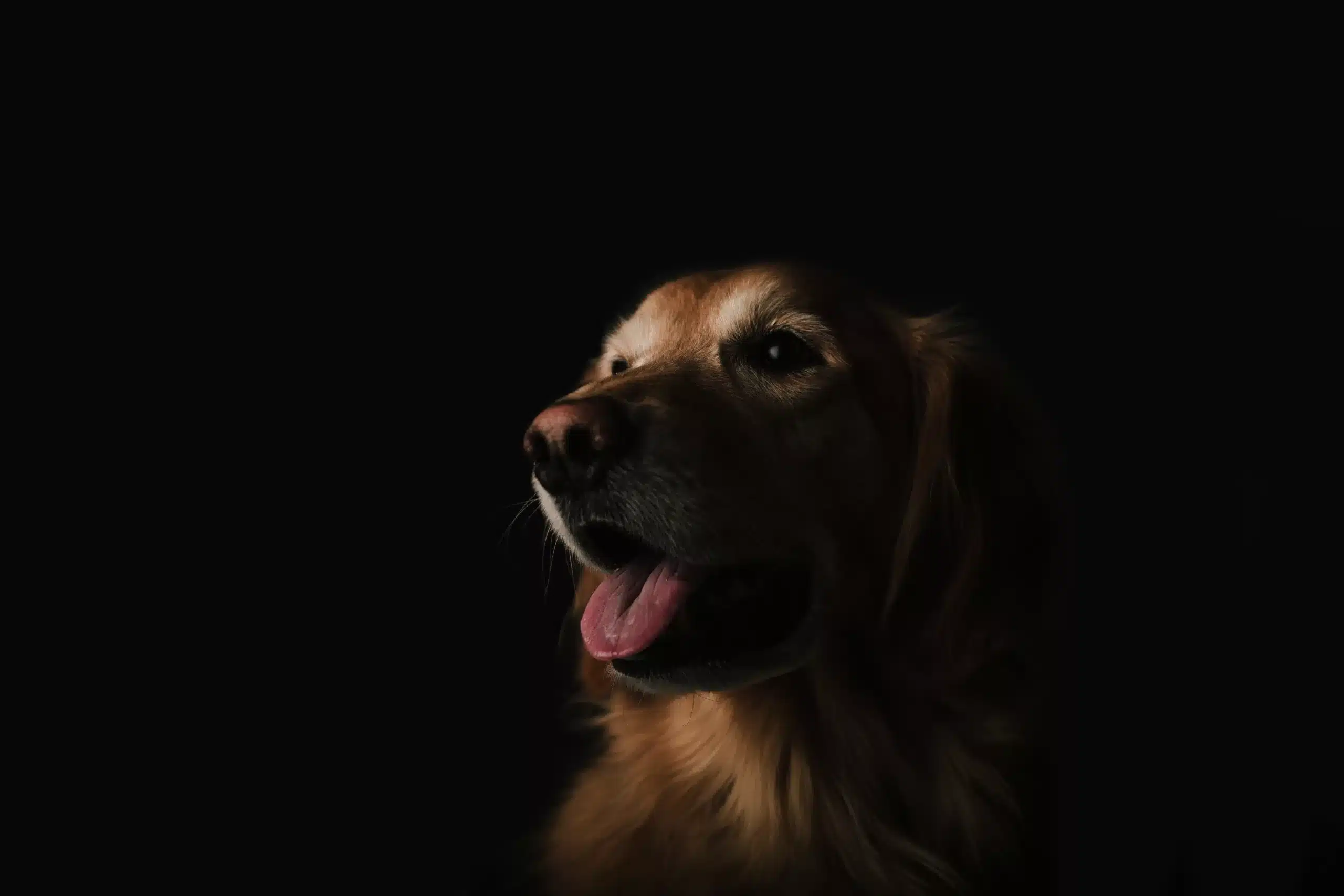 PROTECT YOUR DOG FROM MOSQUITOES