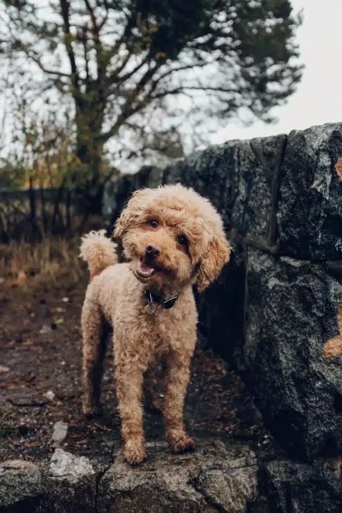 Do dogs smile?