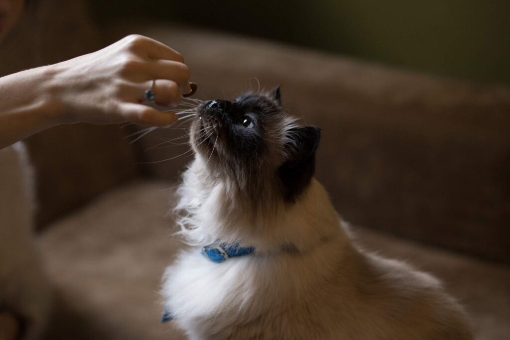 Can cats eat cheese? Is cheese good for cats? 3 kinds of cheese that cats can eat