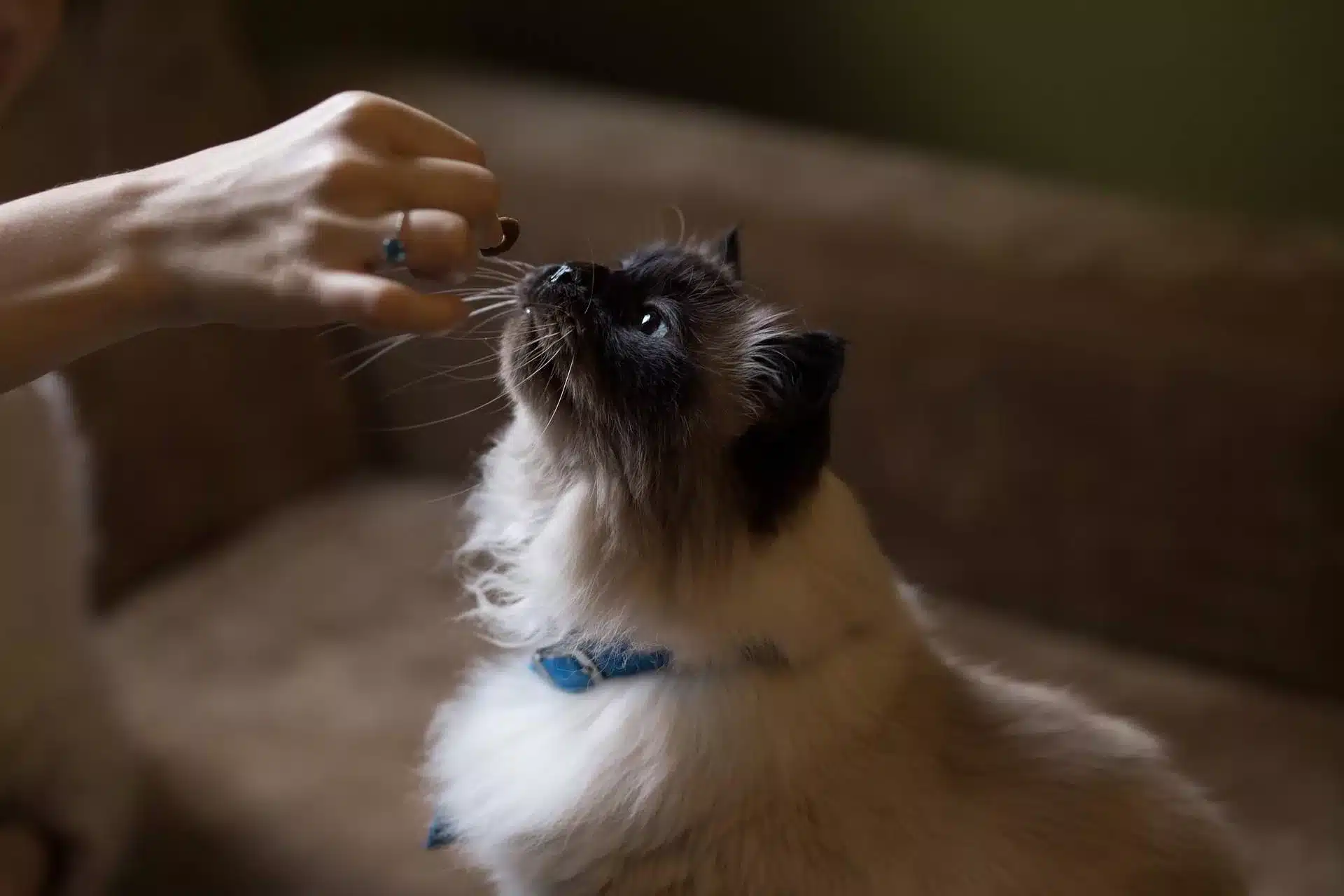 can cats eat cheese