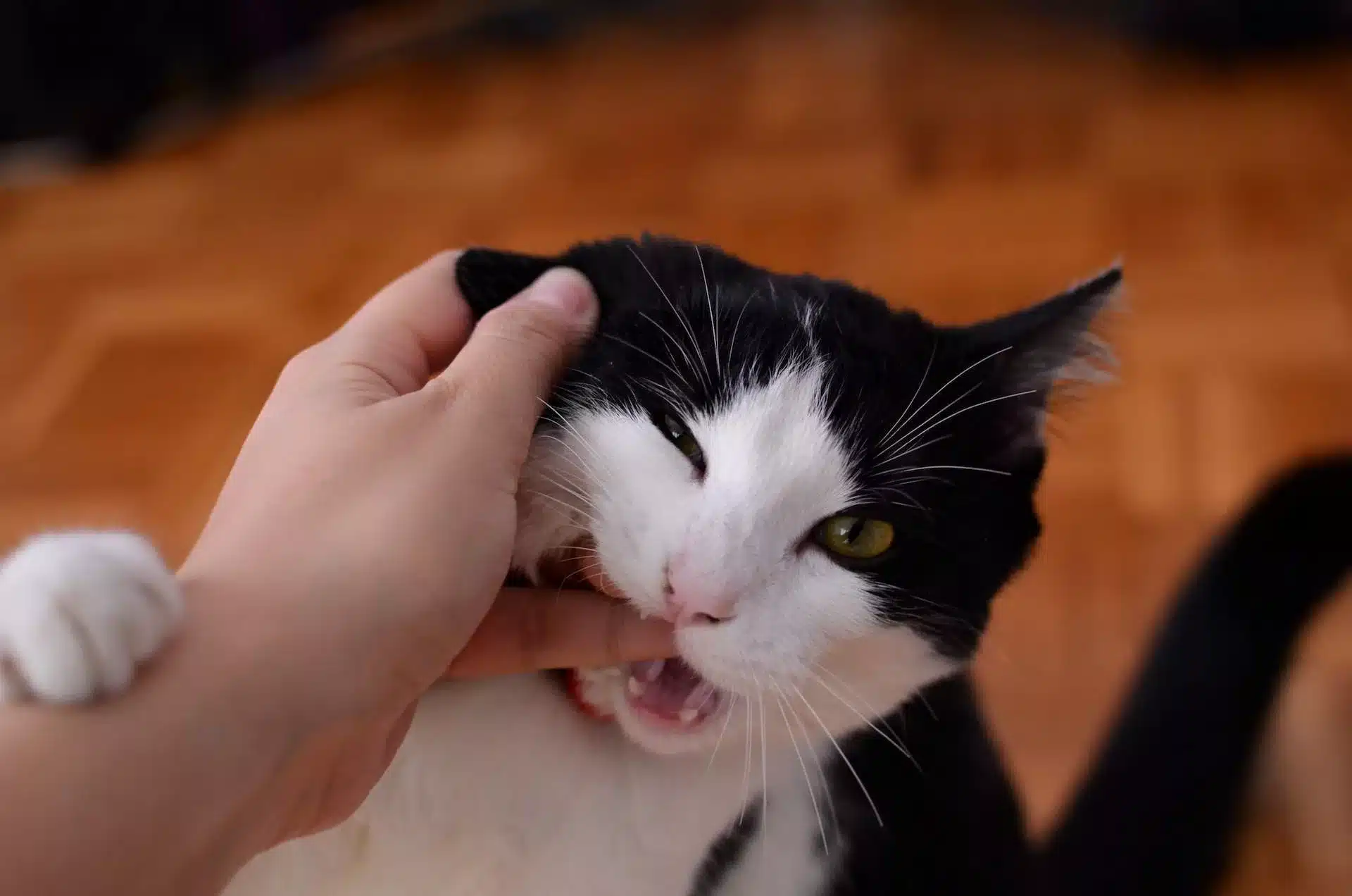 Why does my cat chew on me
