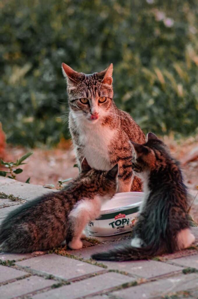 Can cats eat cottage cheese?
Can cats eat cottage cheese?