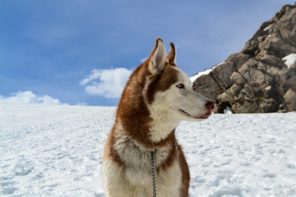 The 10 strongest dog breeds in the world