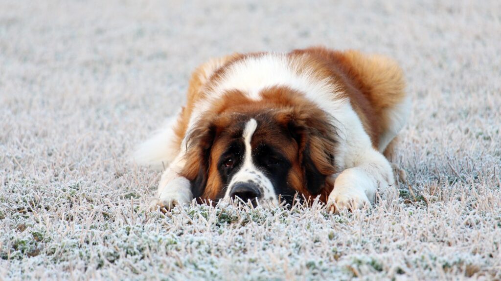 Saint Bernard