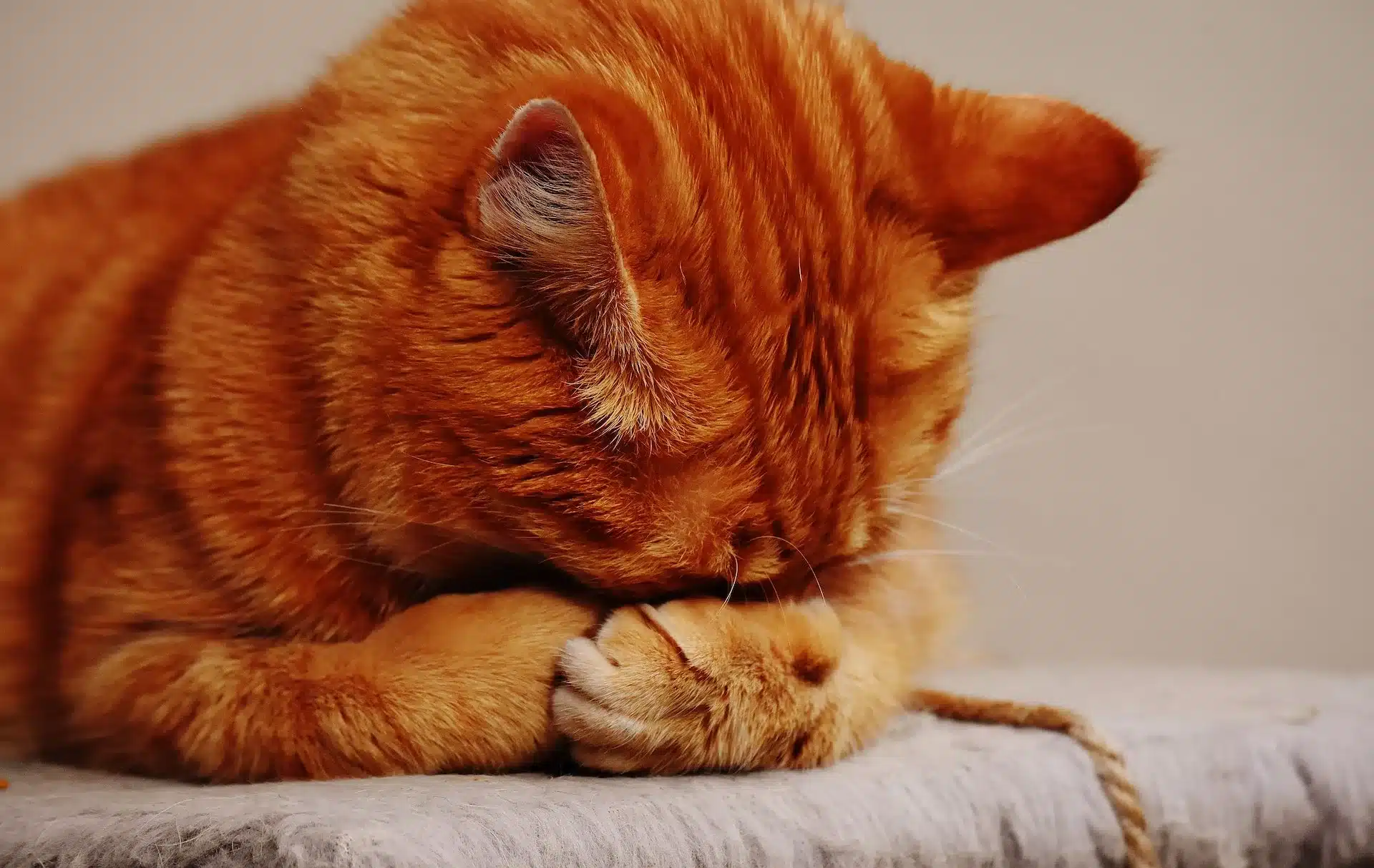 why do cats cover their face when they sleep