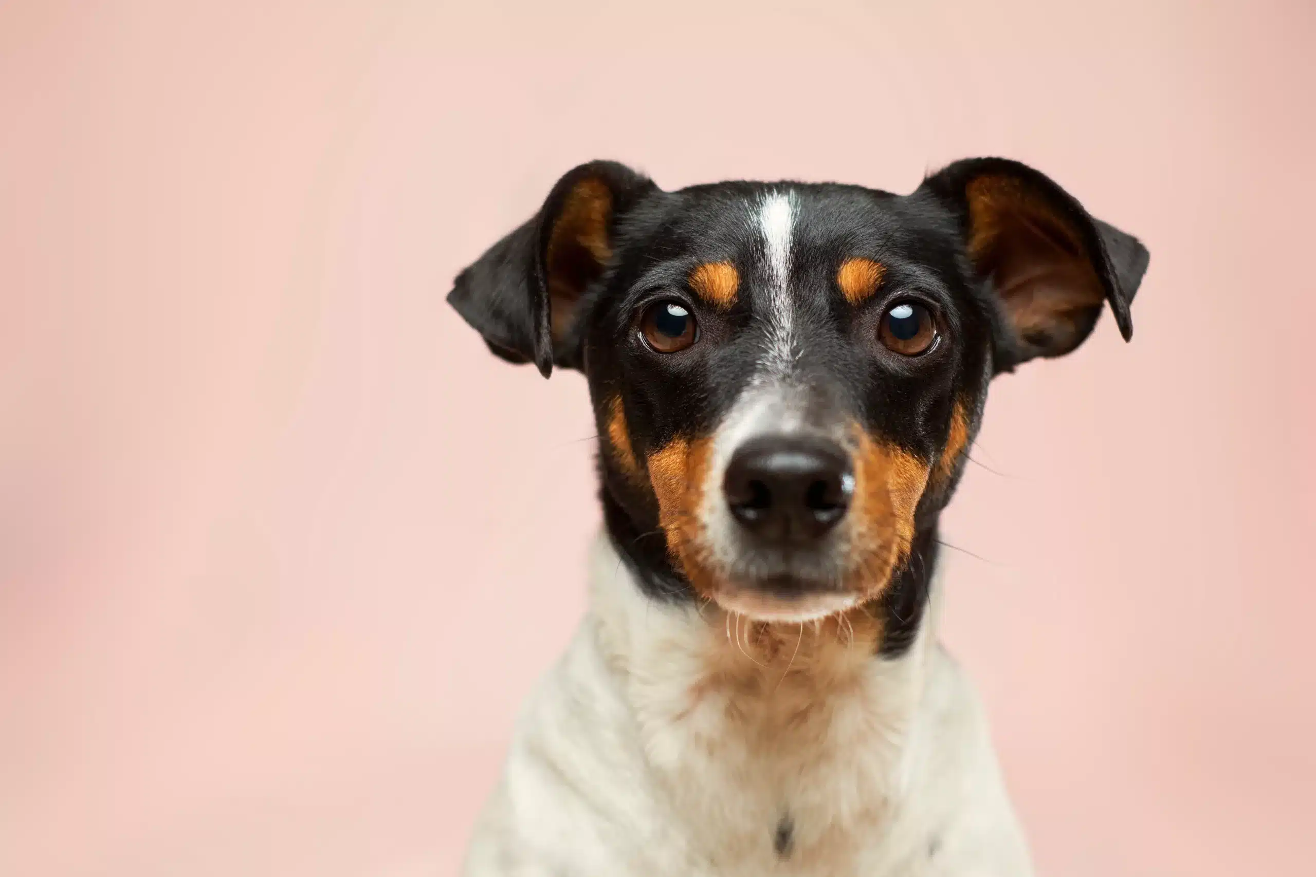 Kennel Cough