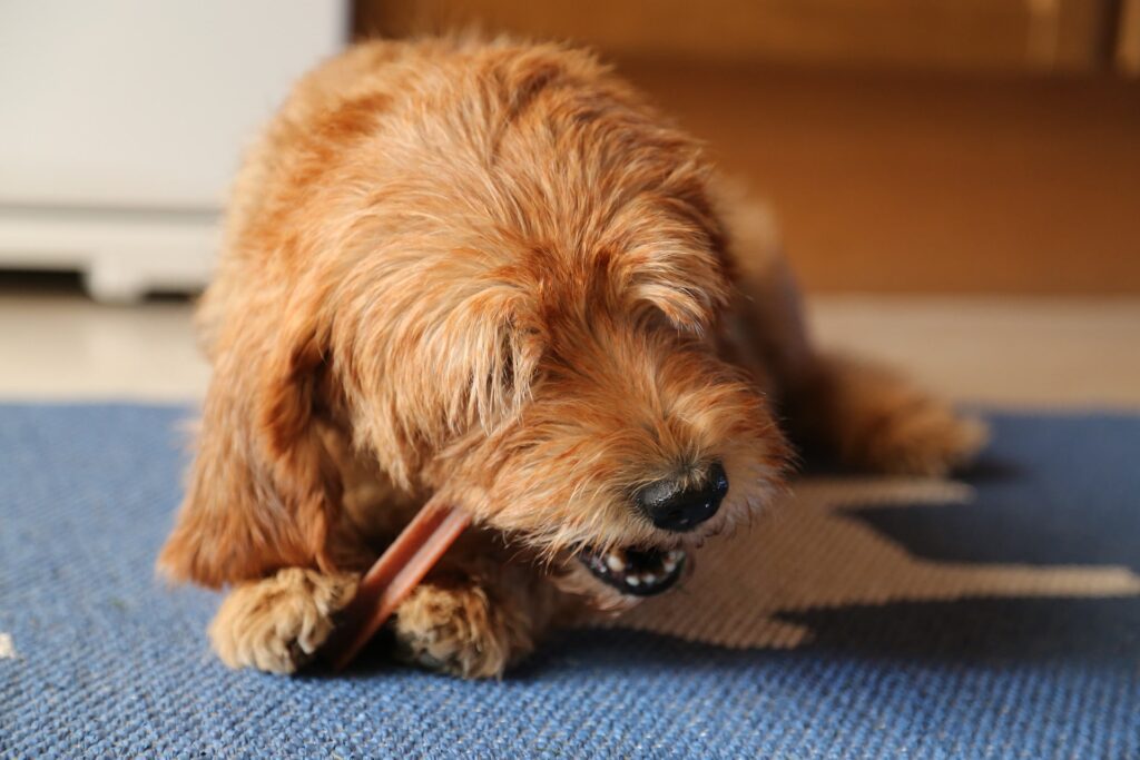 Can dogs have cinnamon rolls? Does cinnamon poison dogs? 10 healthy dogs were given cinnamon to eat for