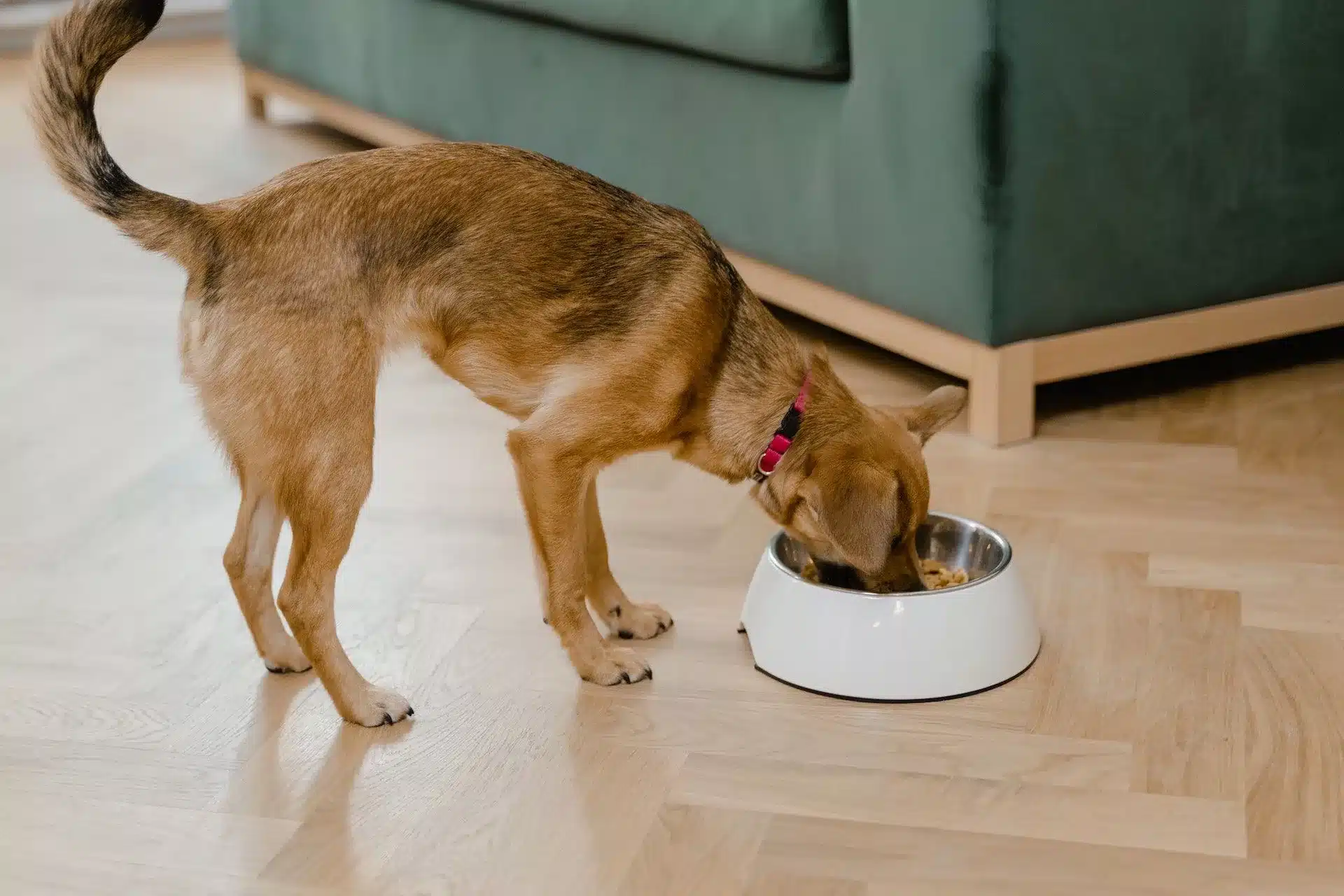 Can Dogs eat dill