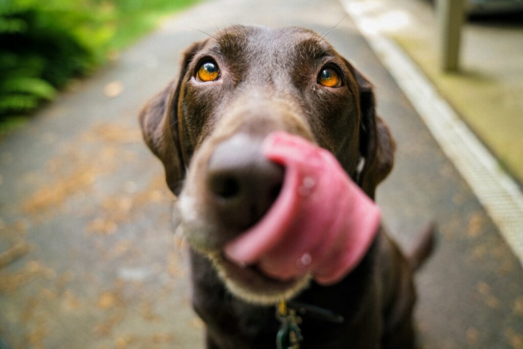 can dogs eat doritos