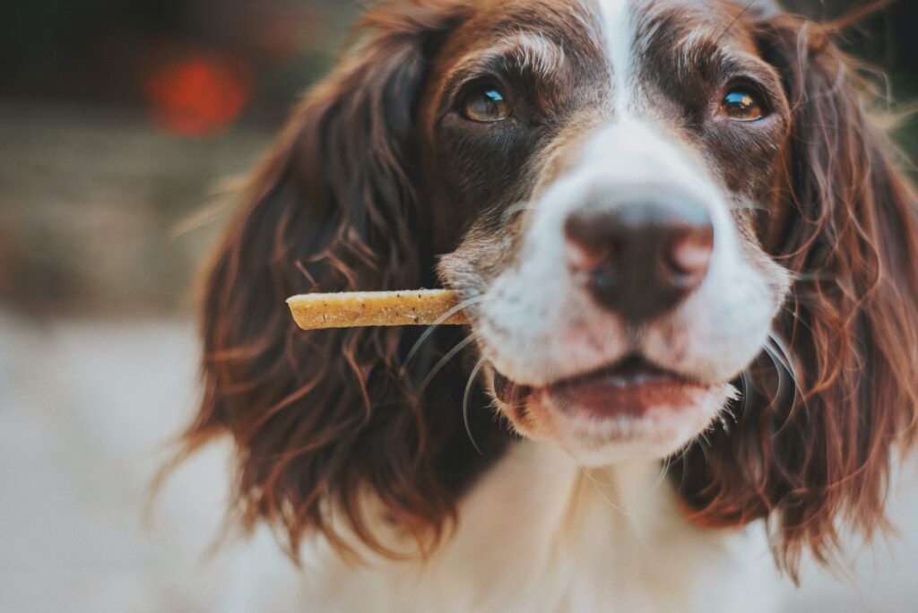 Can dogs eat bacon? Is Bacon Bad for Dogs?