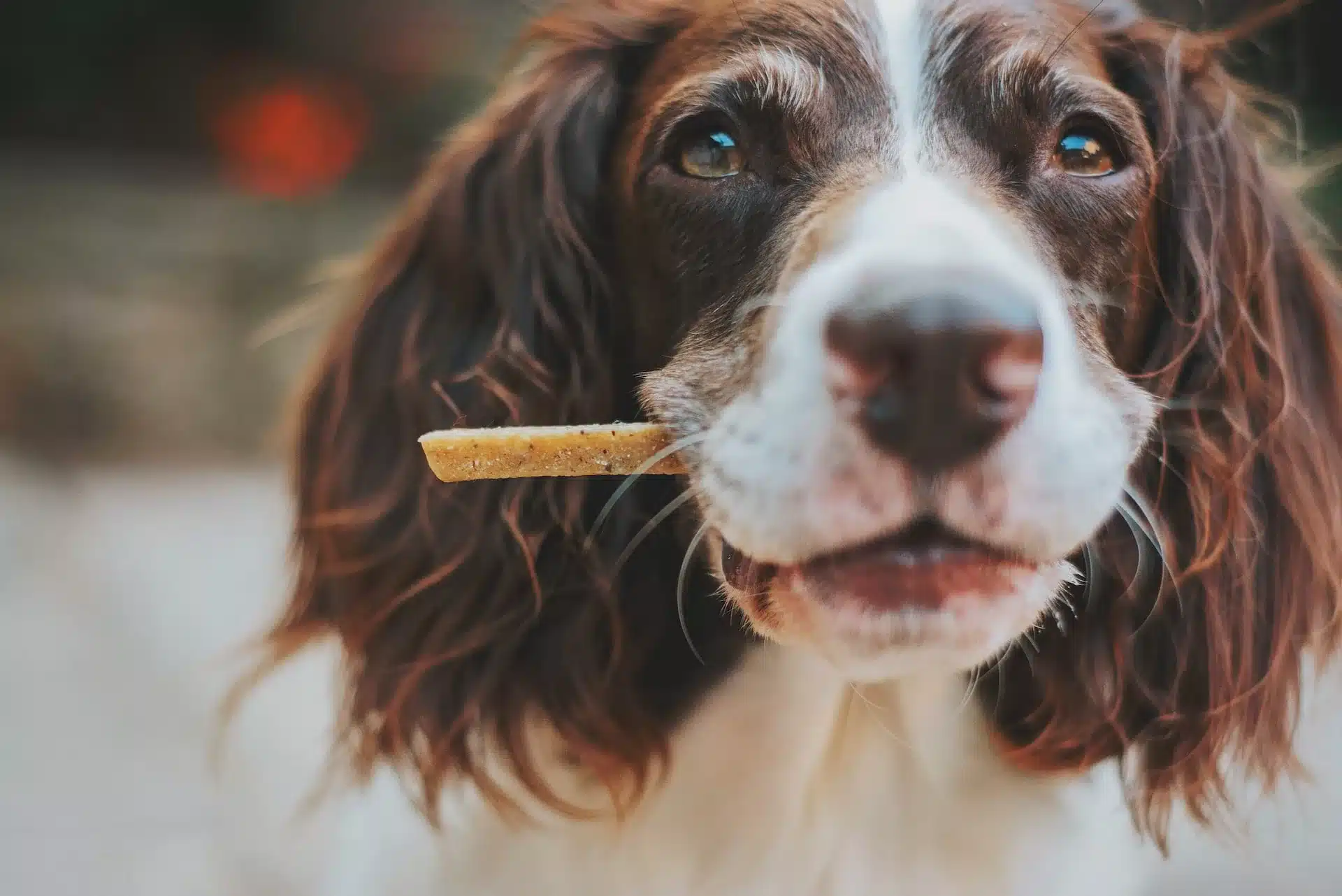 can dogs eat doritos