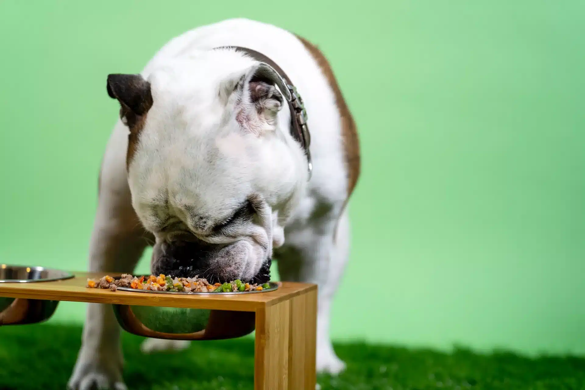 can dogs eat cabbage