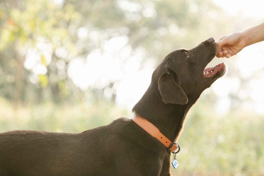 Can dogs eat Brussels sprouts?