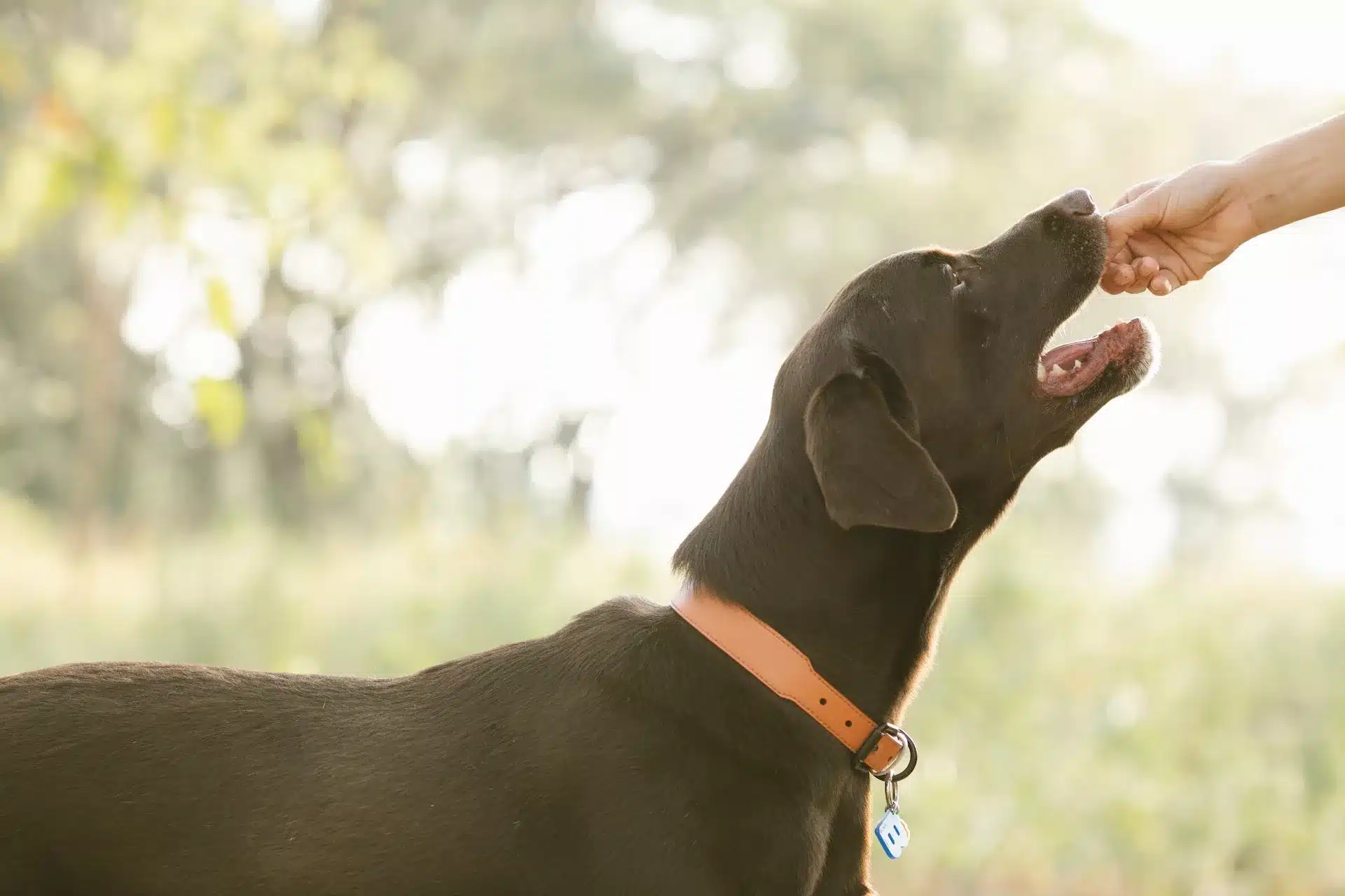 can dogs eat mulberries
