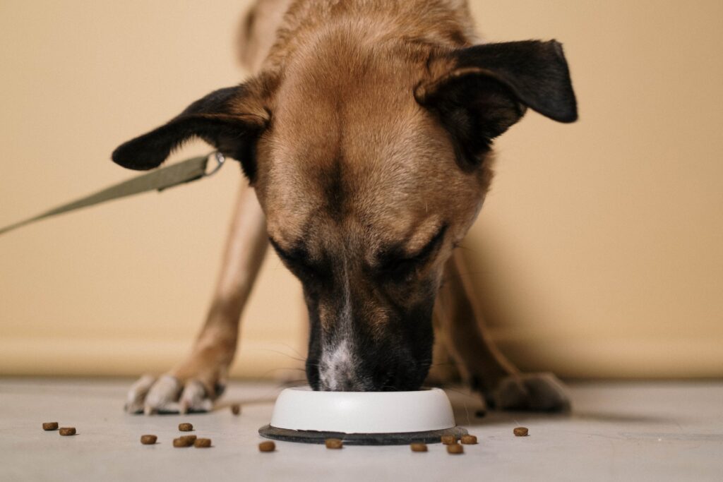 Can Dogs Eat Kidney Beans