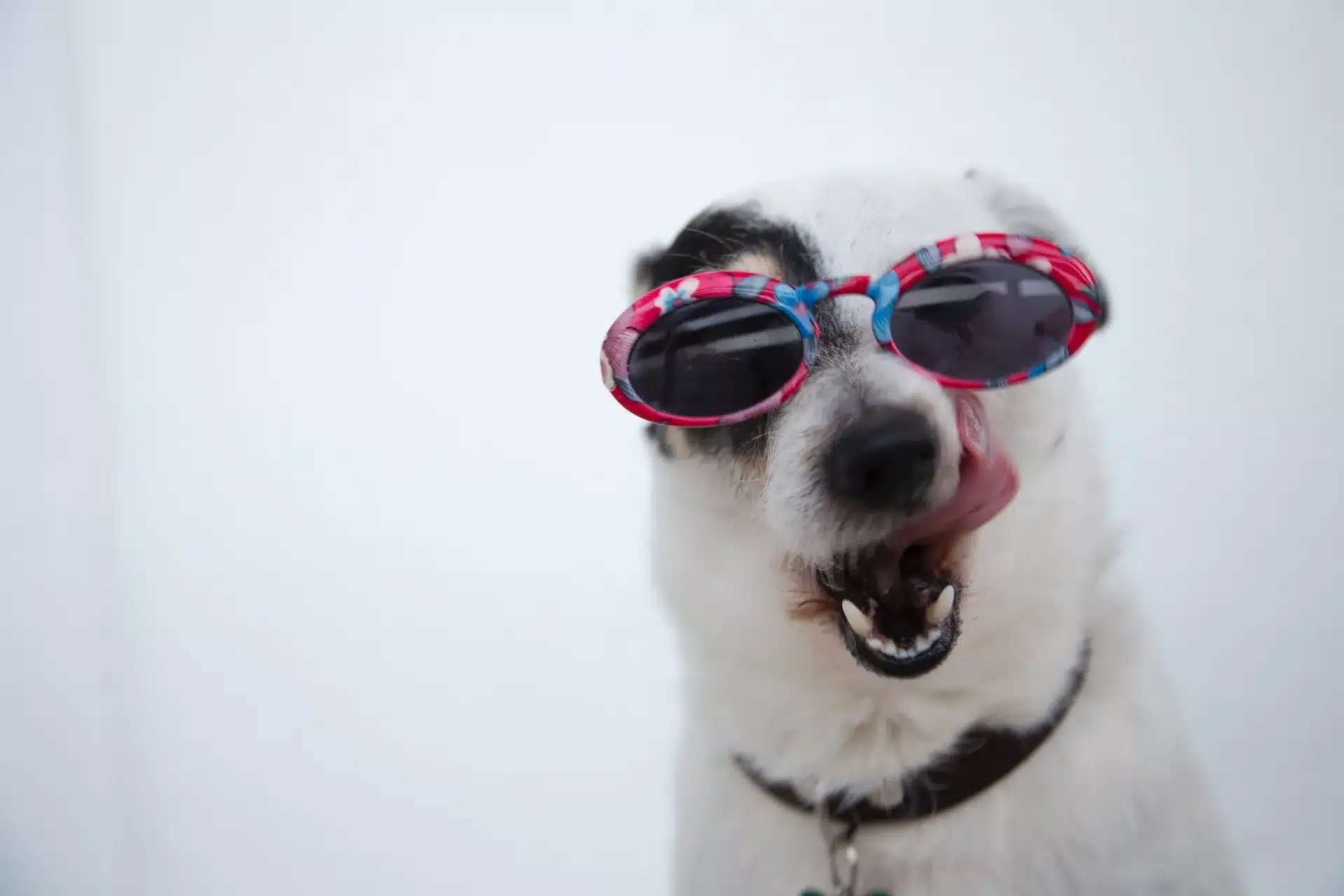 dog ate tampon