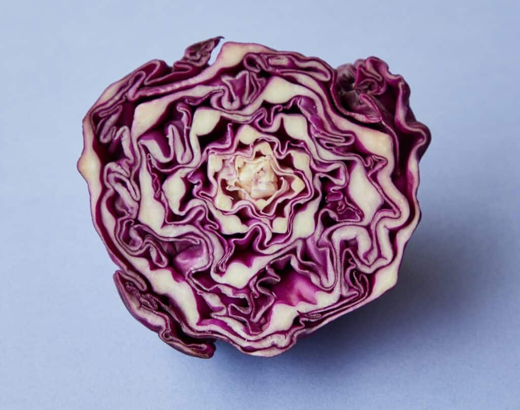 Can Dogs Eat Cabbage? How much cabbage is safe to give your dog?