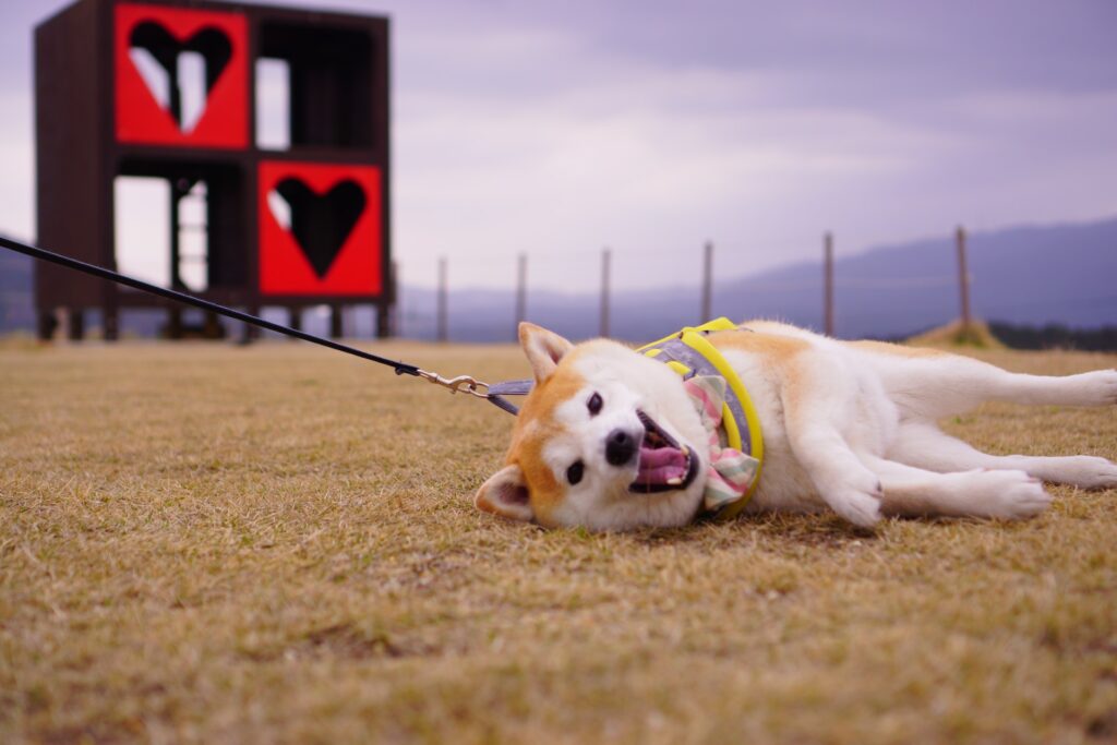 Can dogs eat cucumbers? Are cucumber seeds safe for dogs?