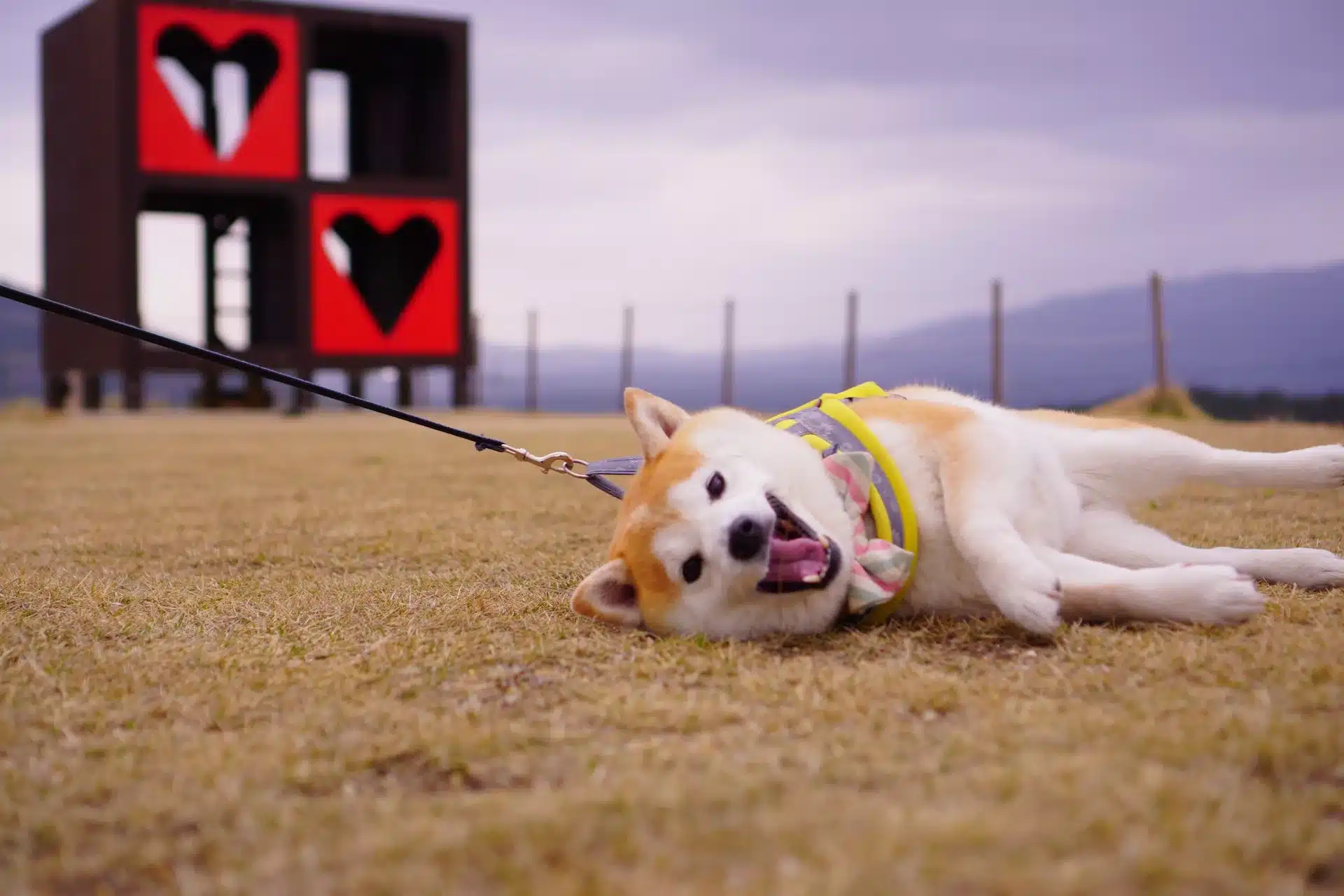 can dogs eat cucumbers