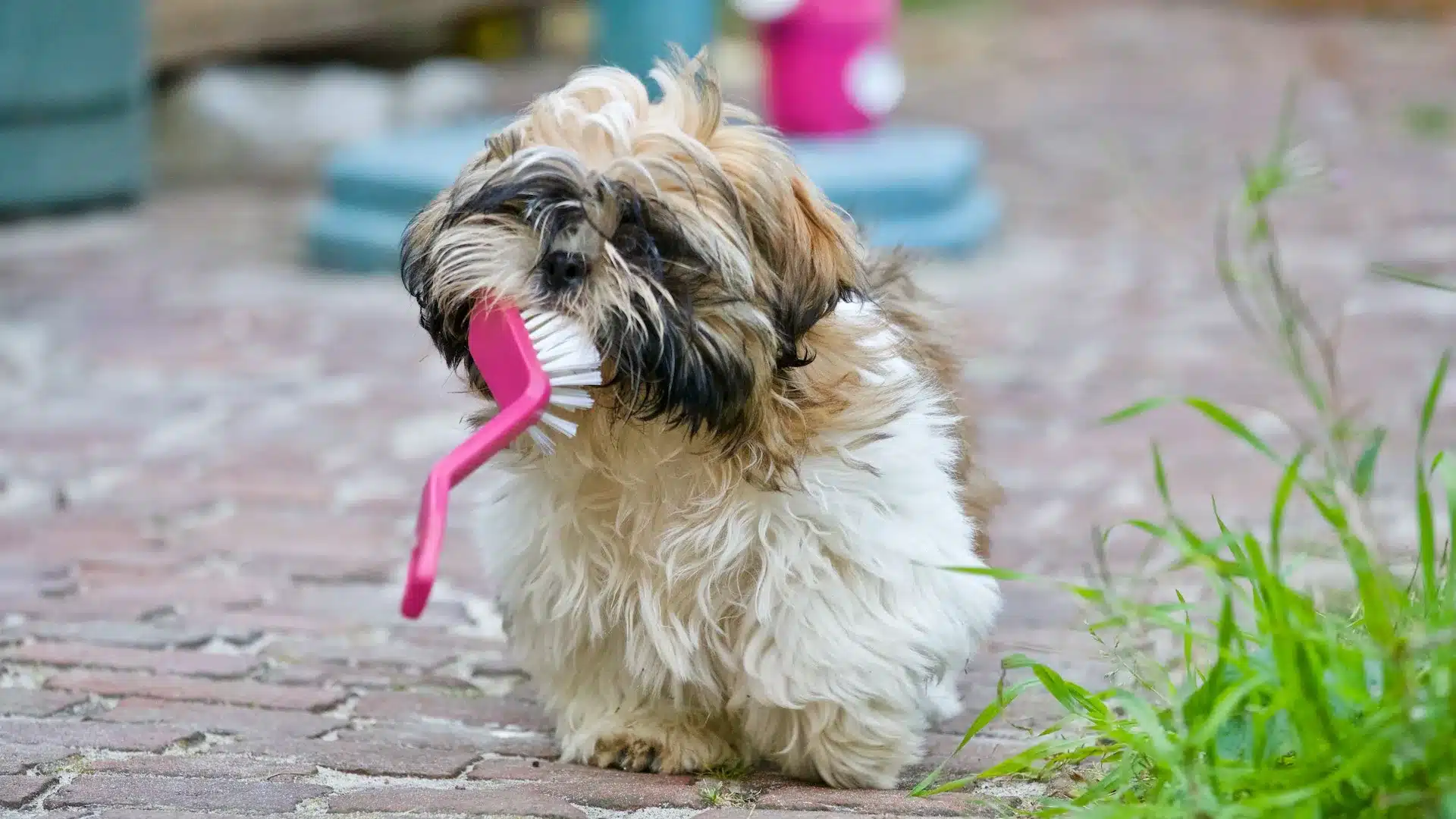 can dogs eat mulberries