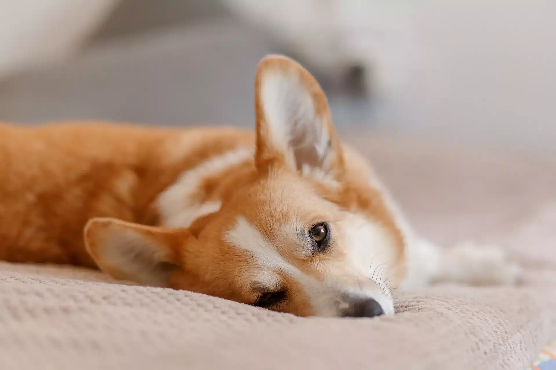 can you give dogs aspirin