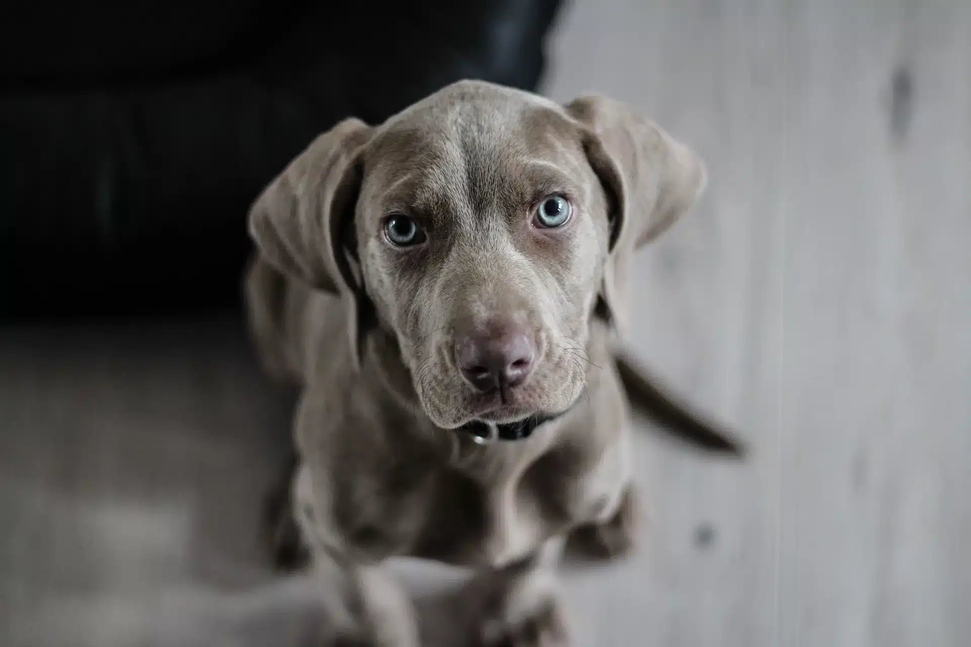 Can Dogs Eat Pork