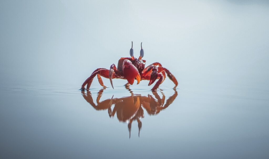 Can Dogs Eat Crab? The Unexpected Dangers of Feeding Crab Meat to Your Dog.