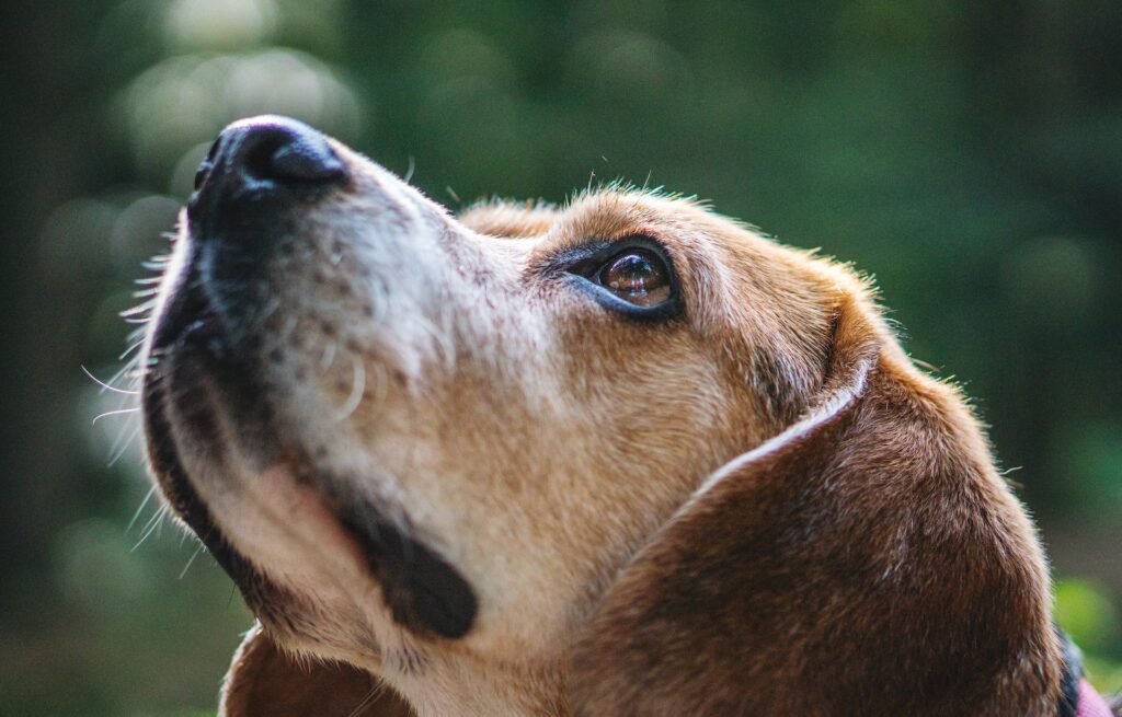 Are bears related to dogs? Why do bears look like dogs