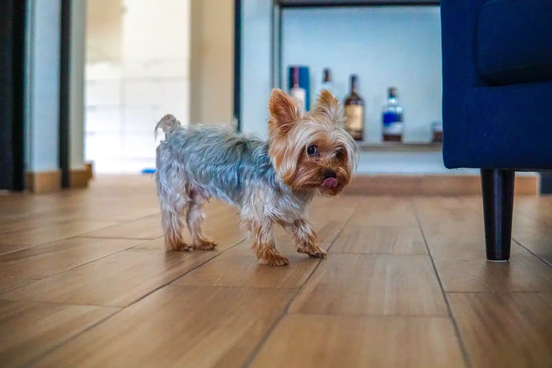 can dogs eat spam