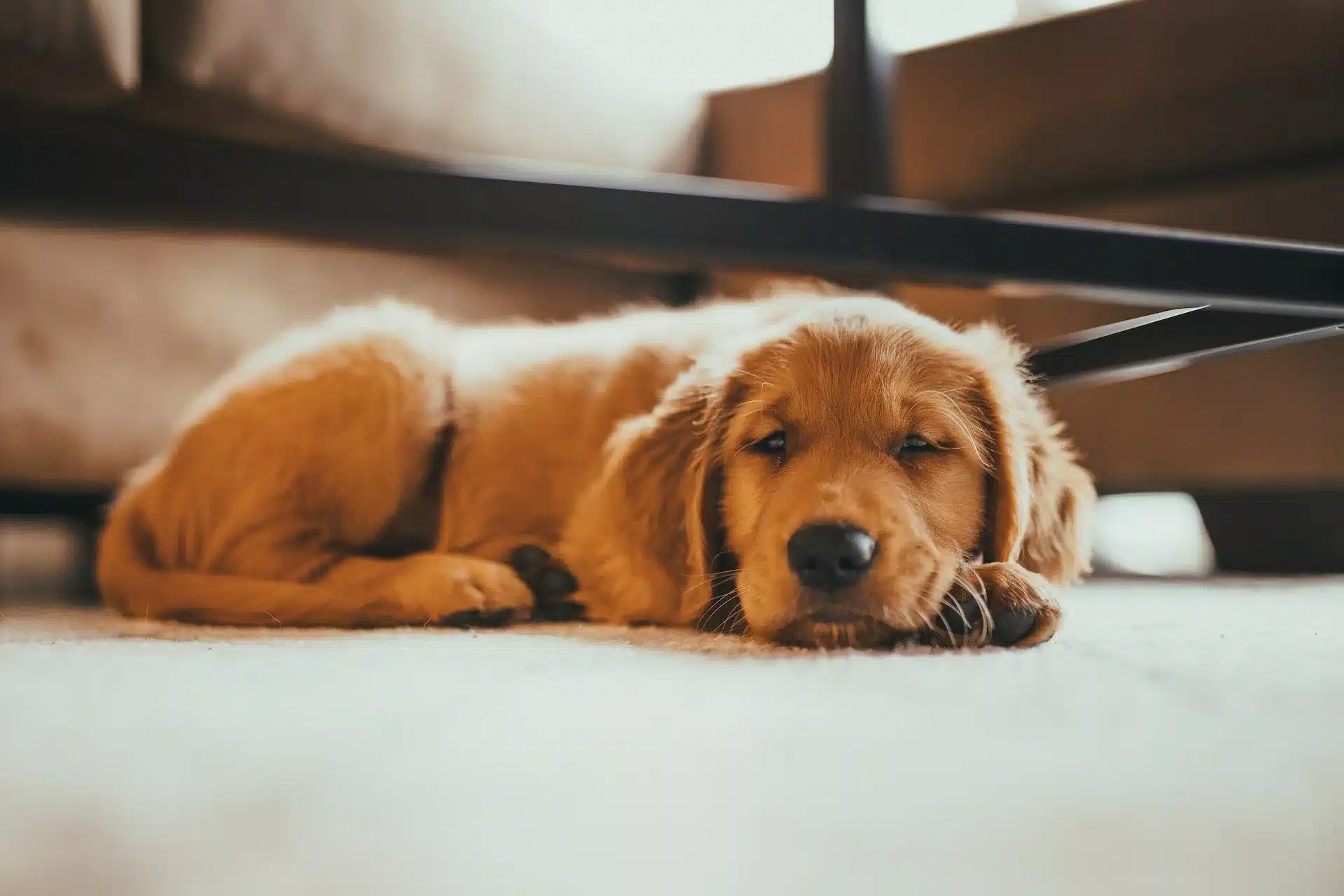 is pedigree a good dog food