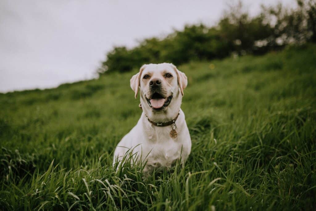 Can Dogs Eat Sushi? Is sushi healthy for dogs?