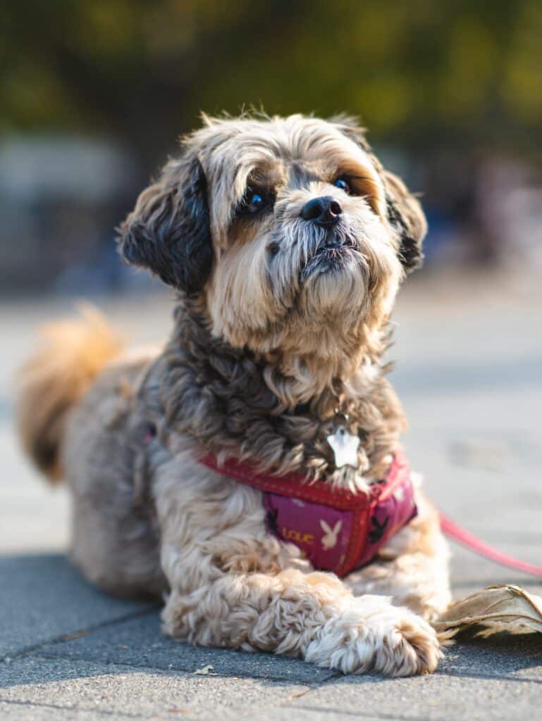 Porkie dog . Breed Characteristics