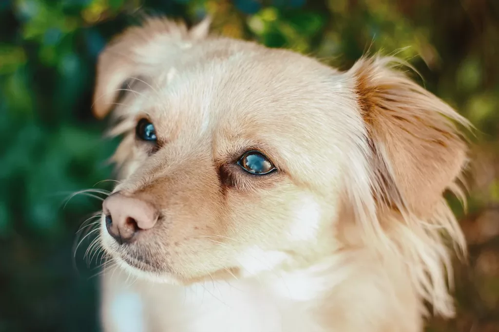 Can Dogs Eat Lettuce? The Surprising Answer!