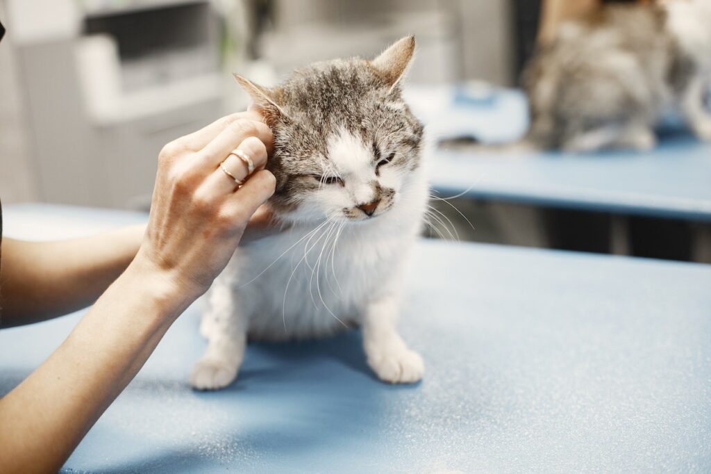 How often do you take a cat to the vet?