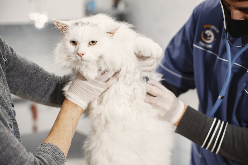 How often do you take a cat to the vet?