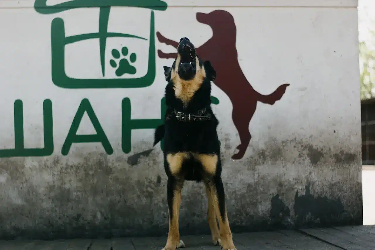 do dogs get tired of barking