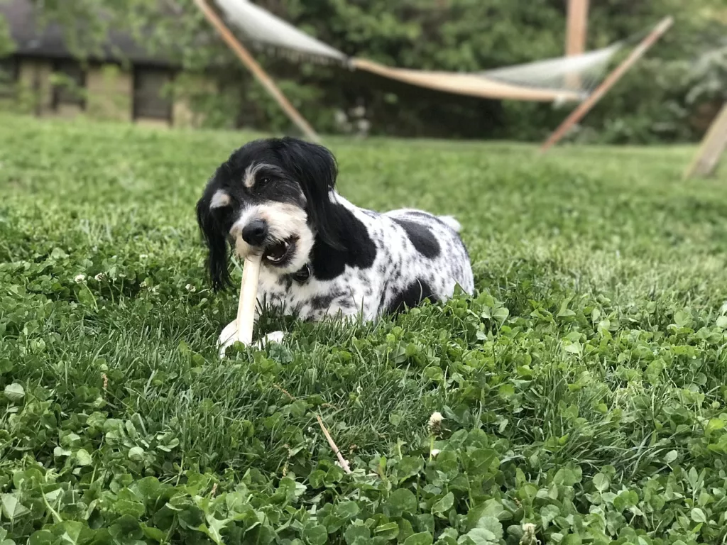 Can puppies eat bones? Advantages of bones for puppies.