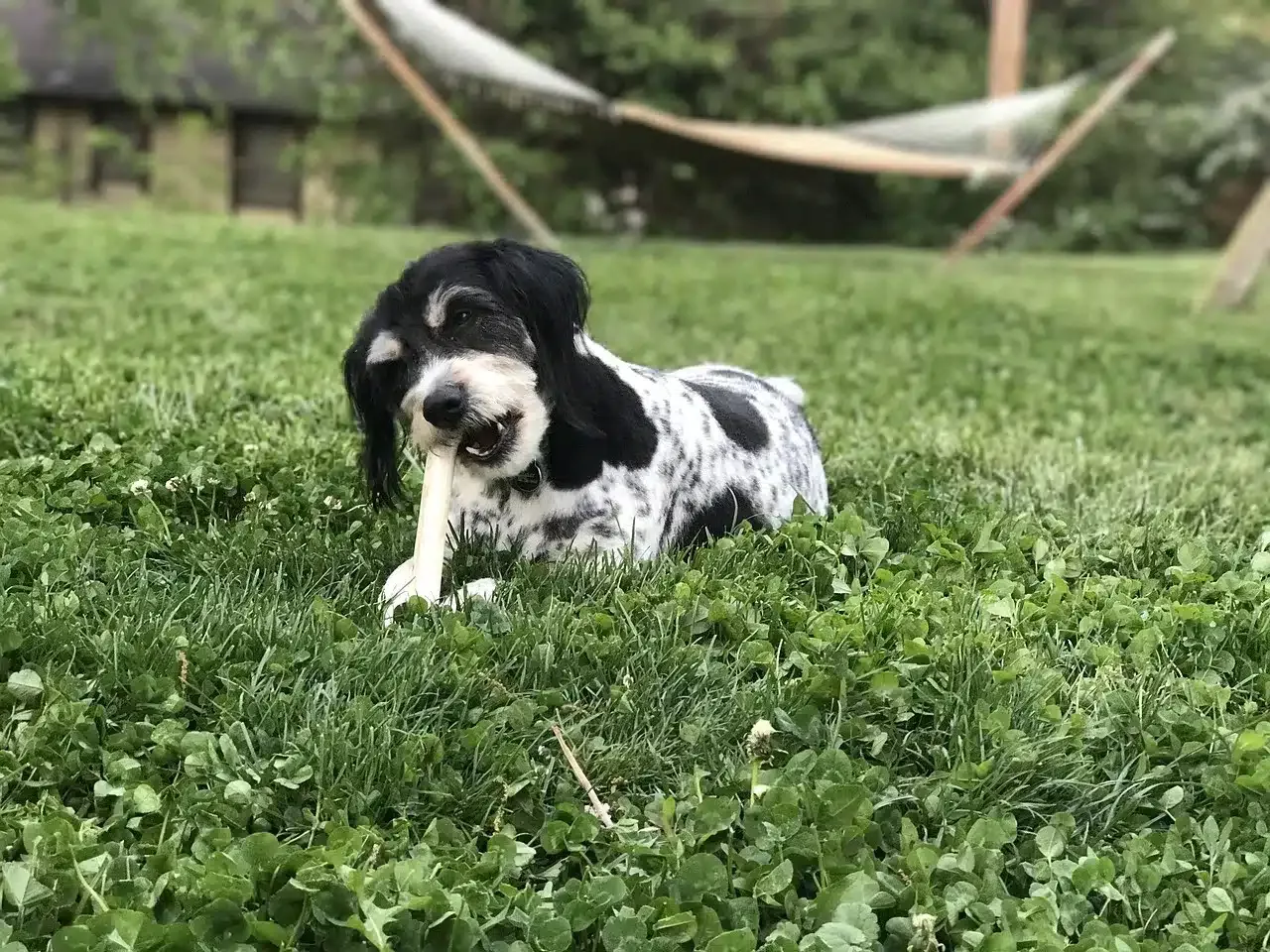 can puppies eat bones