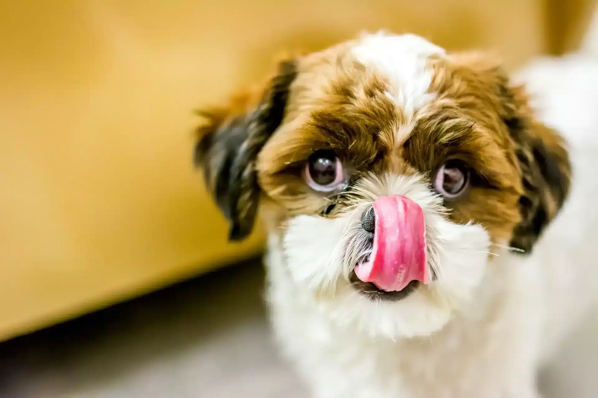 can dogs eat cat food