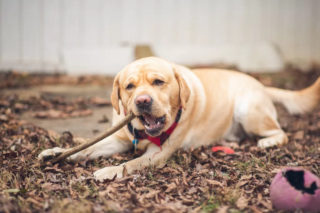 dog with stick