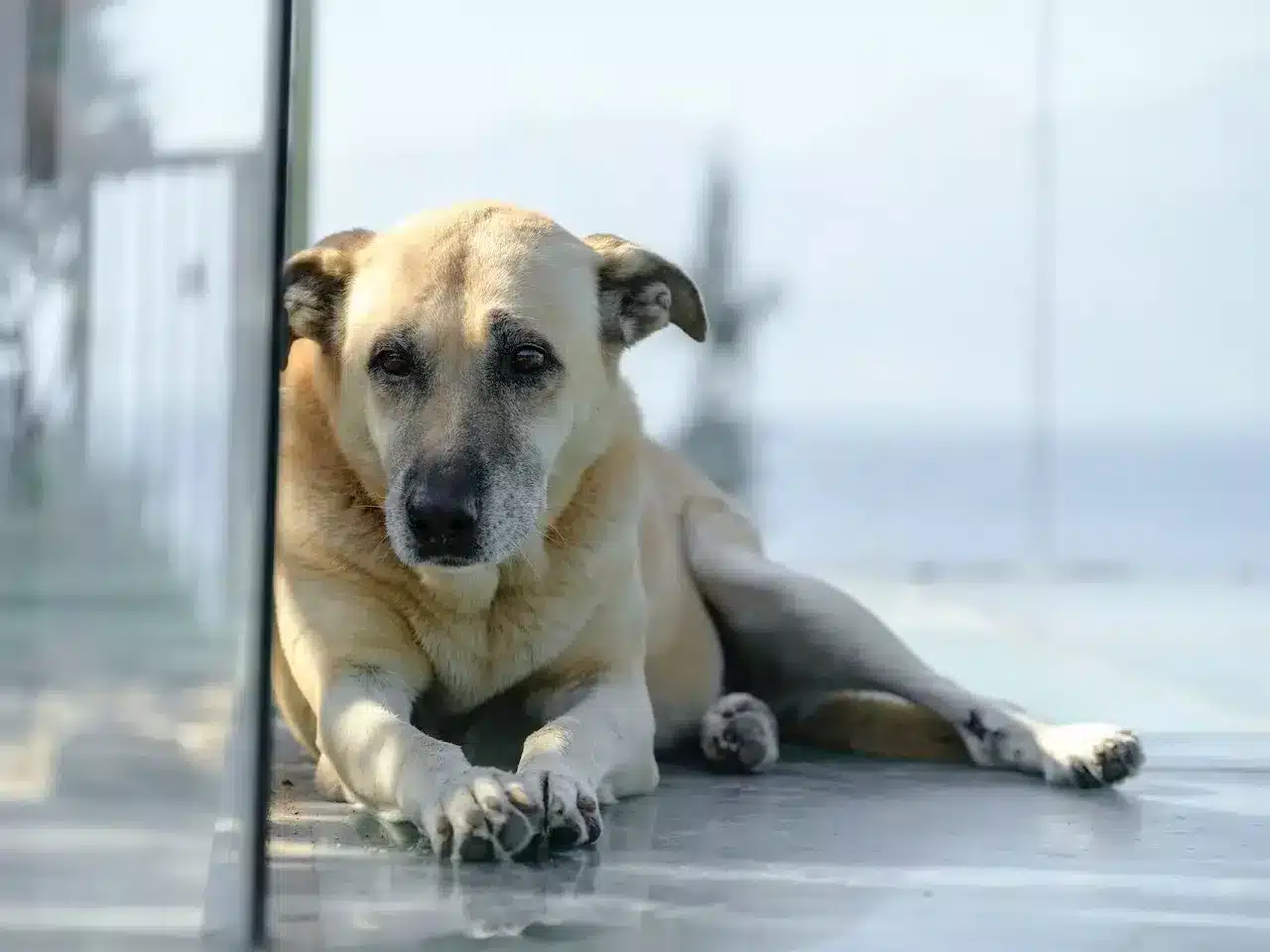 how long can a dog go without eating