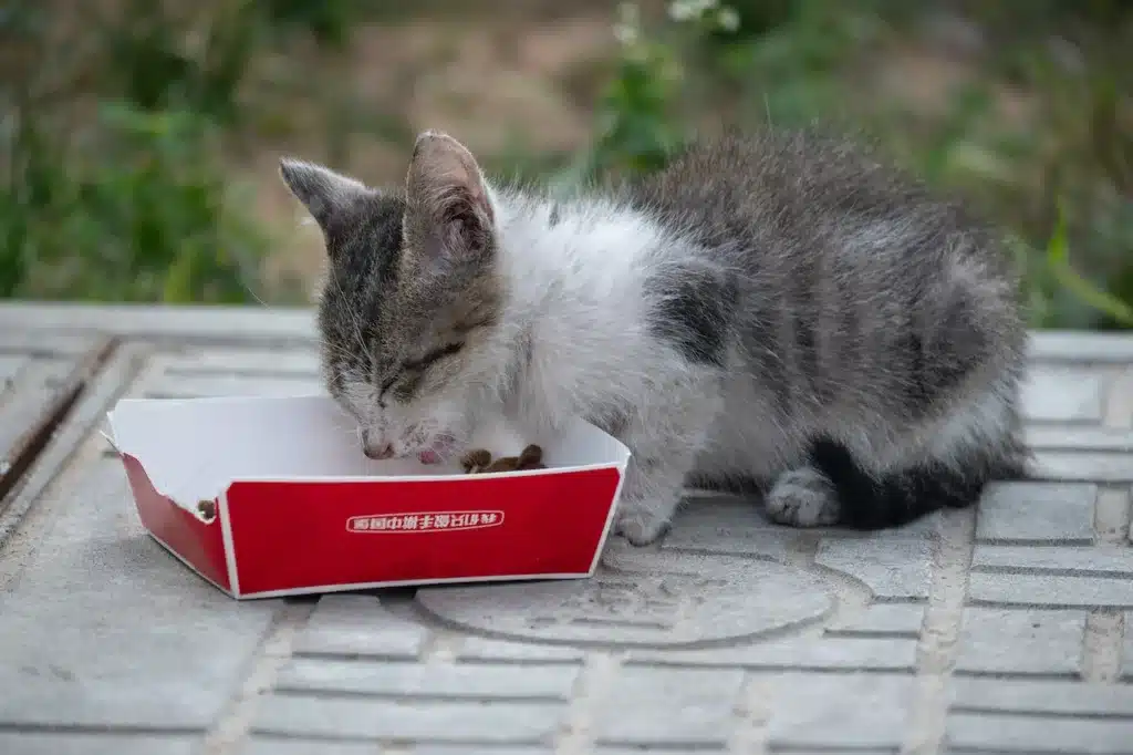 Can cats eat peanut butter?