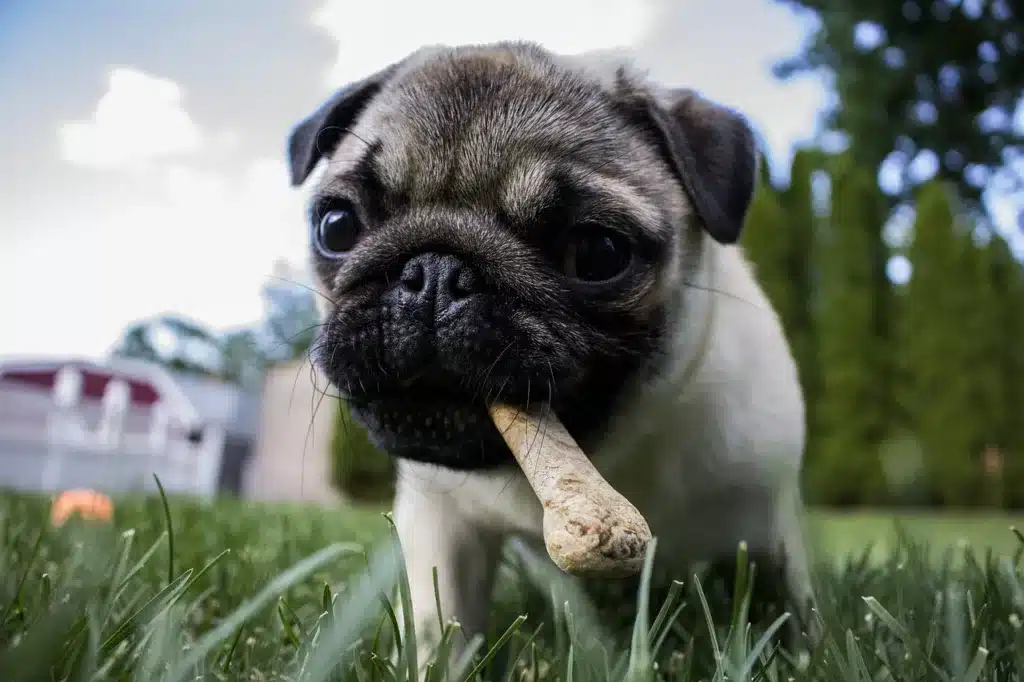 can puppies eat bones